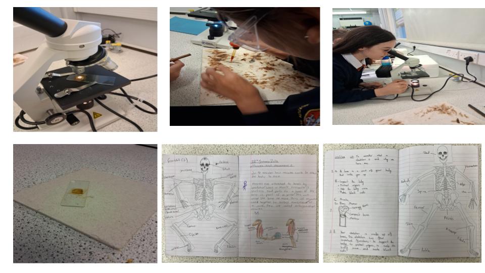 Image of Year 7 Science