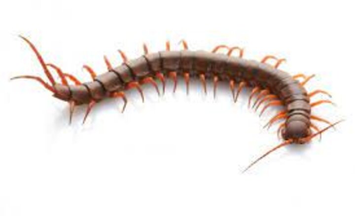 Image of Jungle John Creepy Crawly Roadshow