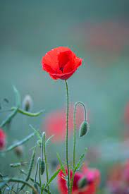 Image of Remembrance Day Assembly
