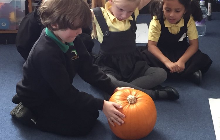 Image of Pumpkin Investigation