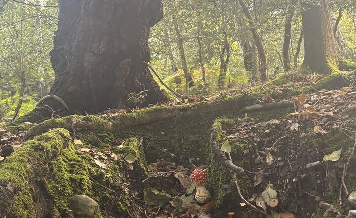 Image of Autumn 1 Newsletter