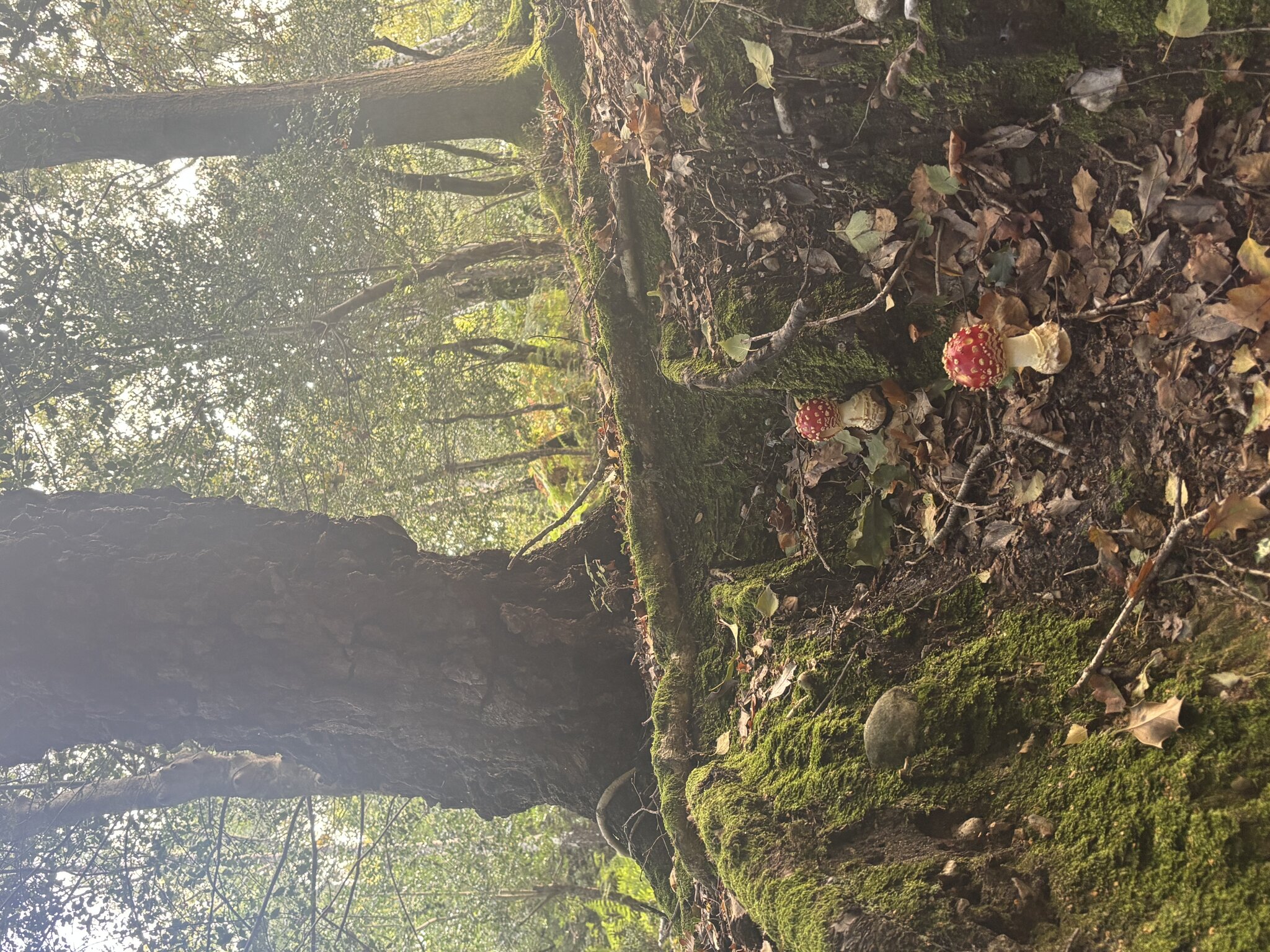 Image of Autumn 1 Newsletter