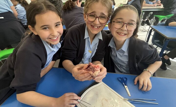 Image of Year 6 Heart Dissection