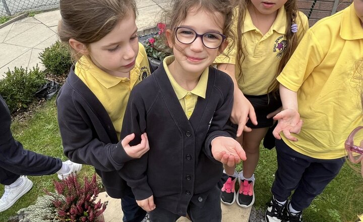 Image of Minibeast Hunt in Science 