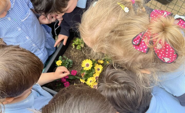 Image of Nursery Butterfly Release