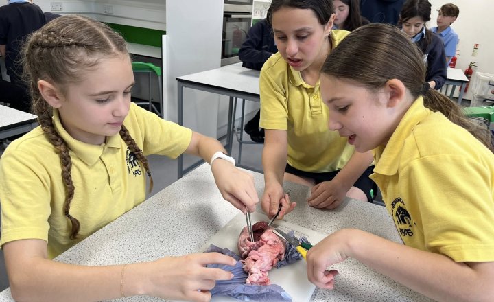 Image of Year 6 Heart Dissection