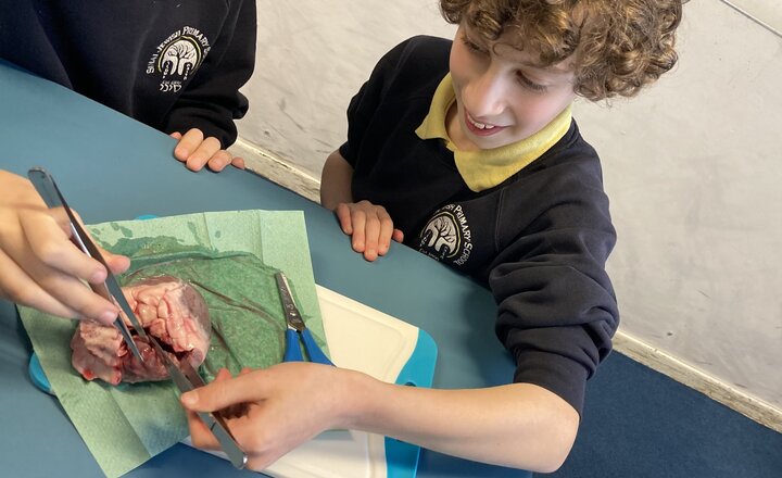 Image of Heart Dissection workshop for Year 6