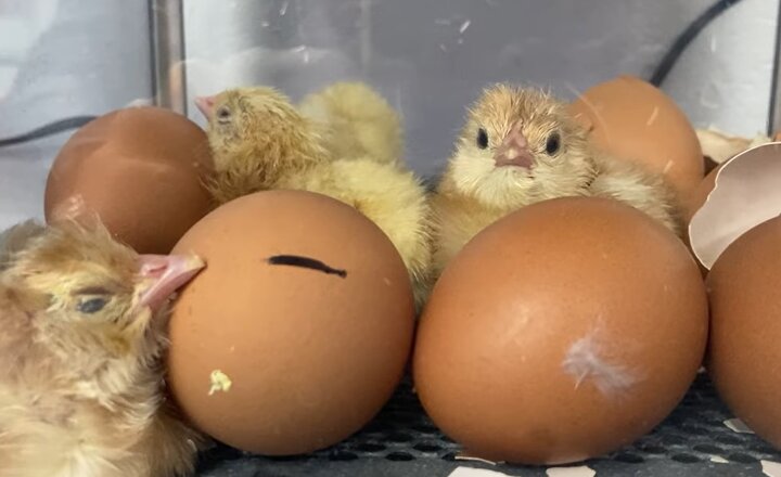 Image of Chicks in year 2