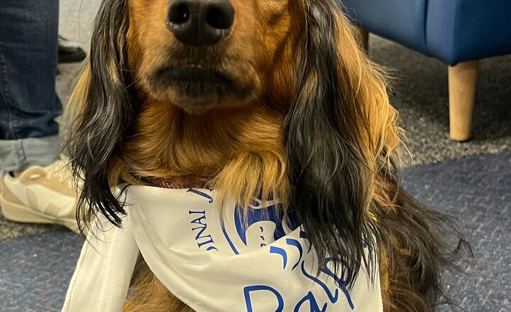 Image of Ralph - Sinai's Therapy Dog 