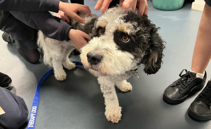 Image of Smartie - our new therapy dog 