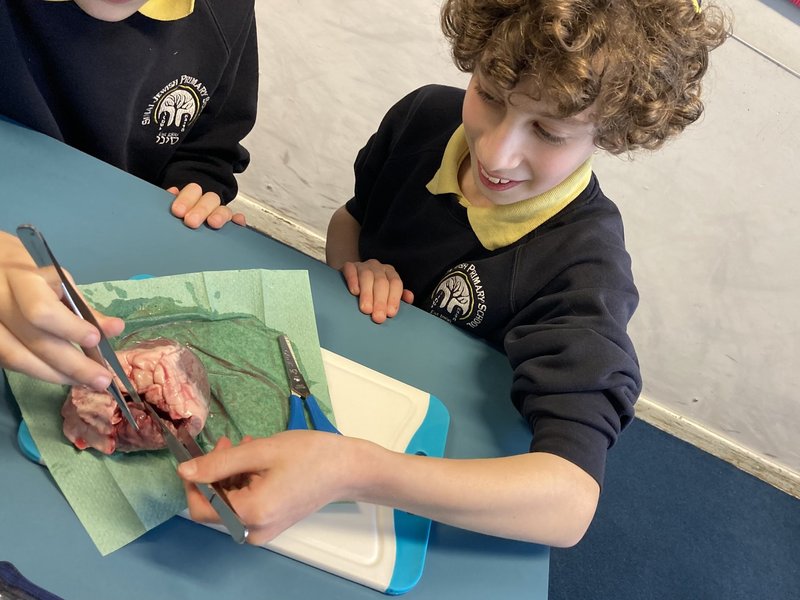 Image of Heart Dissection workshop for Year 6