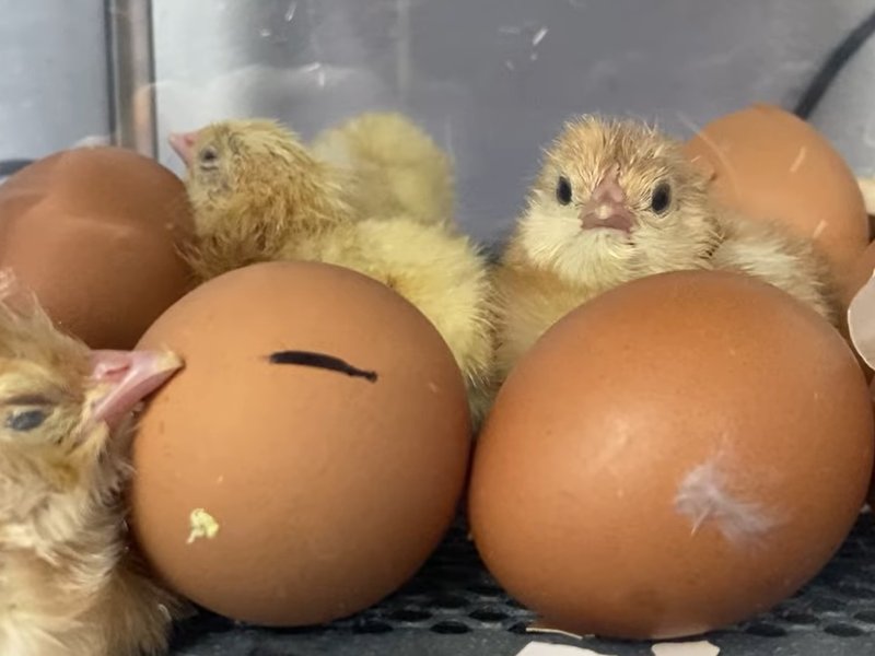 Image of Chicks in year 2