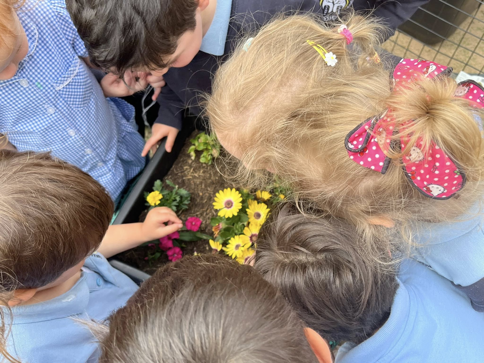 Image of Nursery Butterfly Release