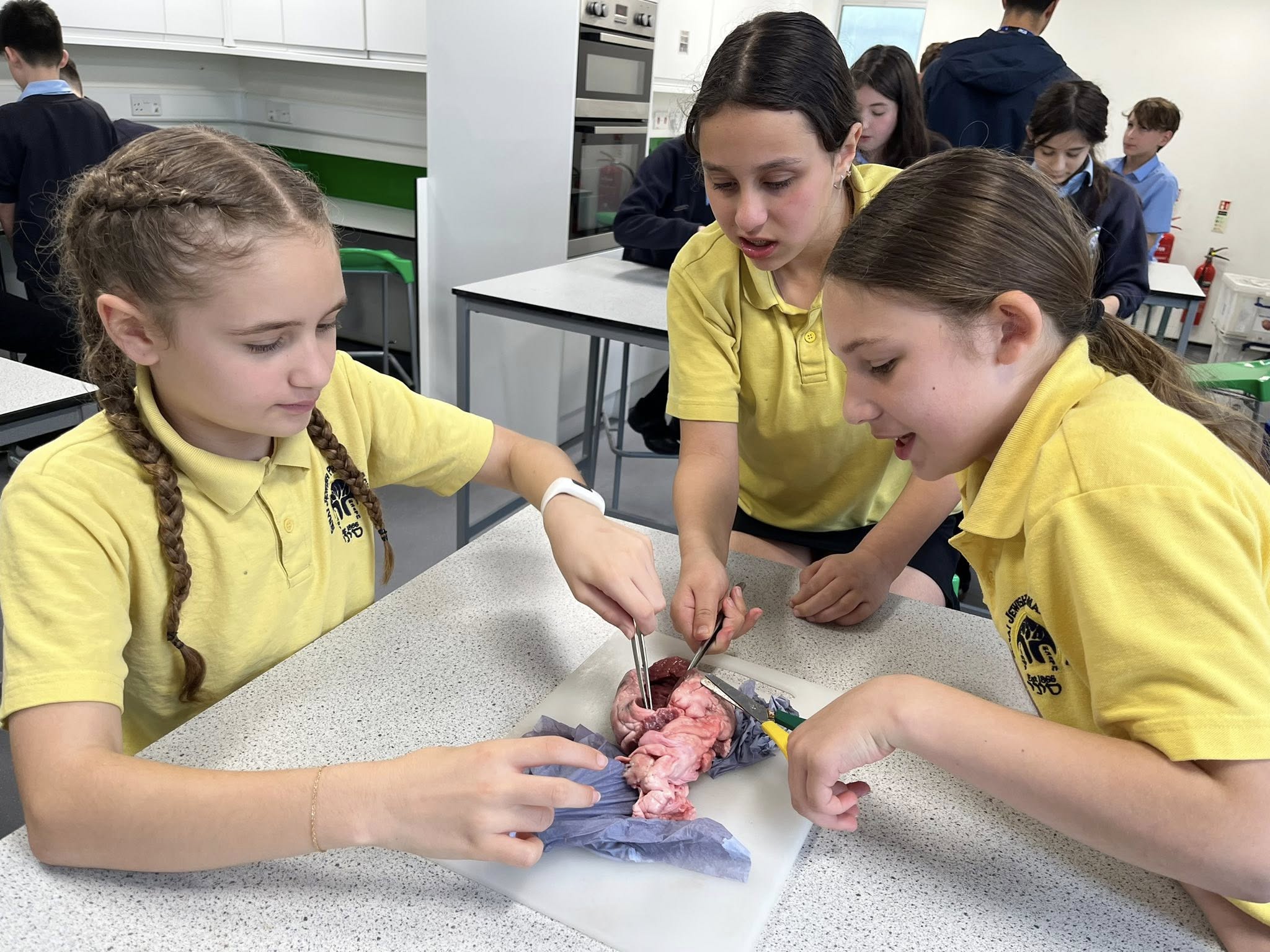 Image of Year 6 Heart Dissection