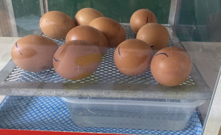 Image of Living Eggs
