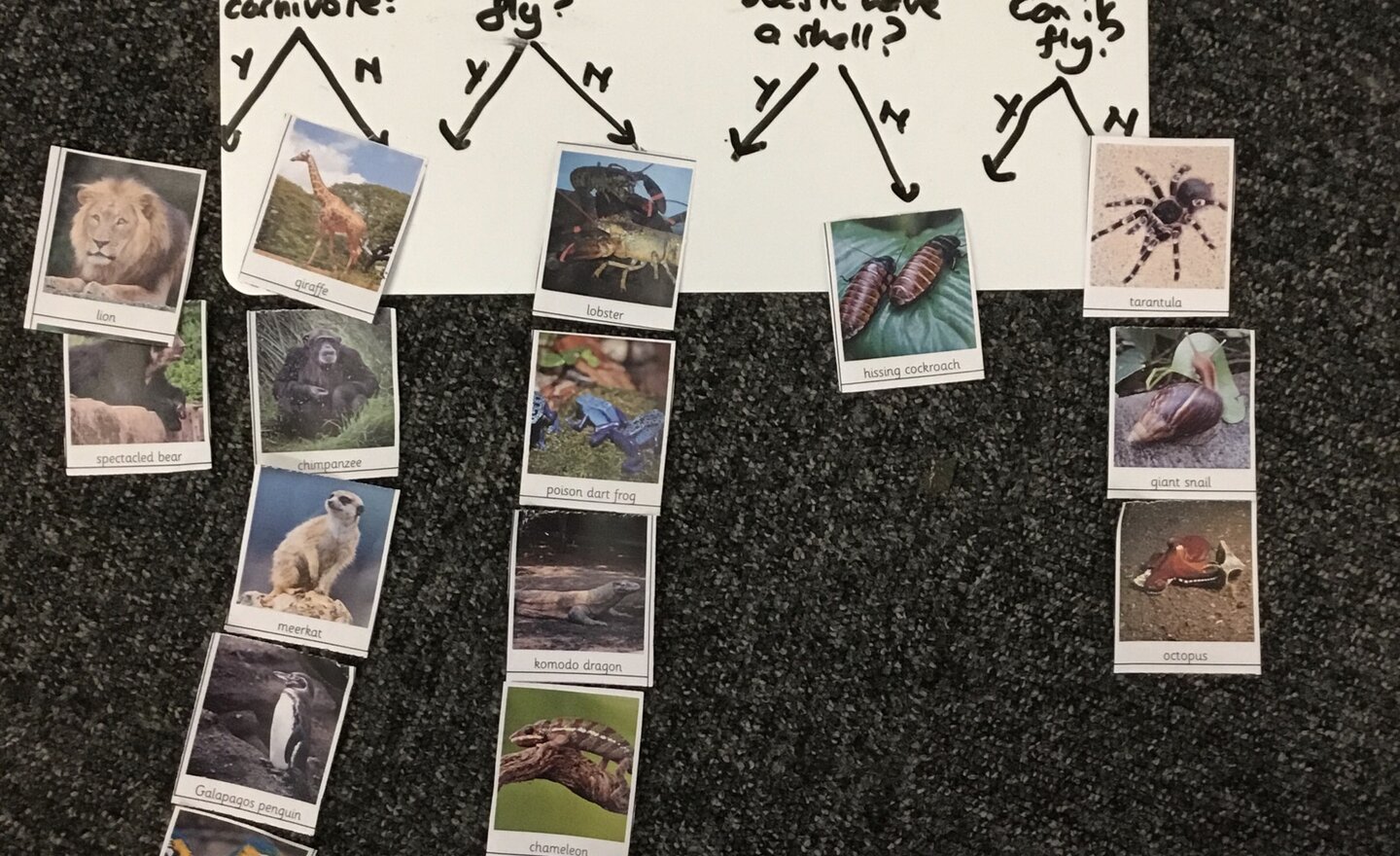 Image of Science Y5/6 Living Things