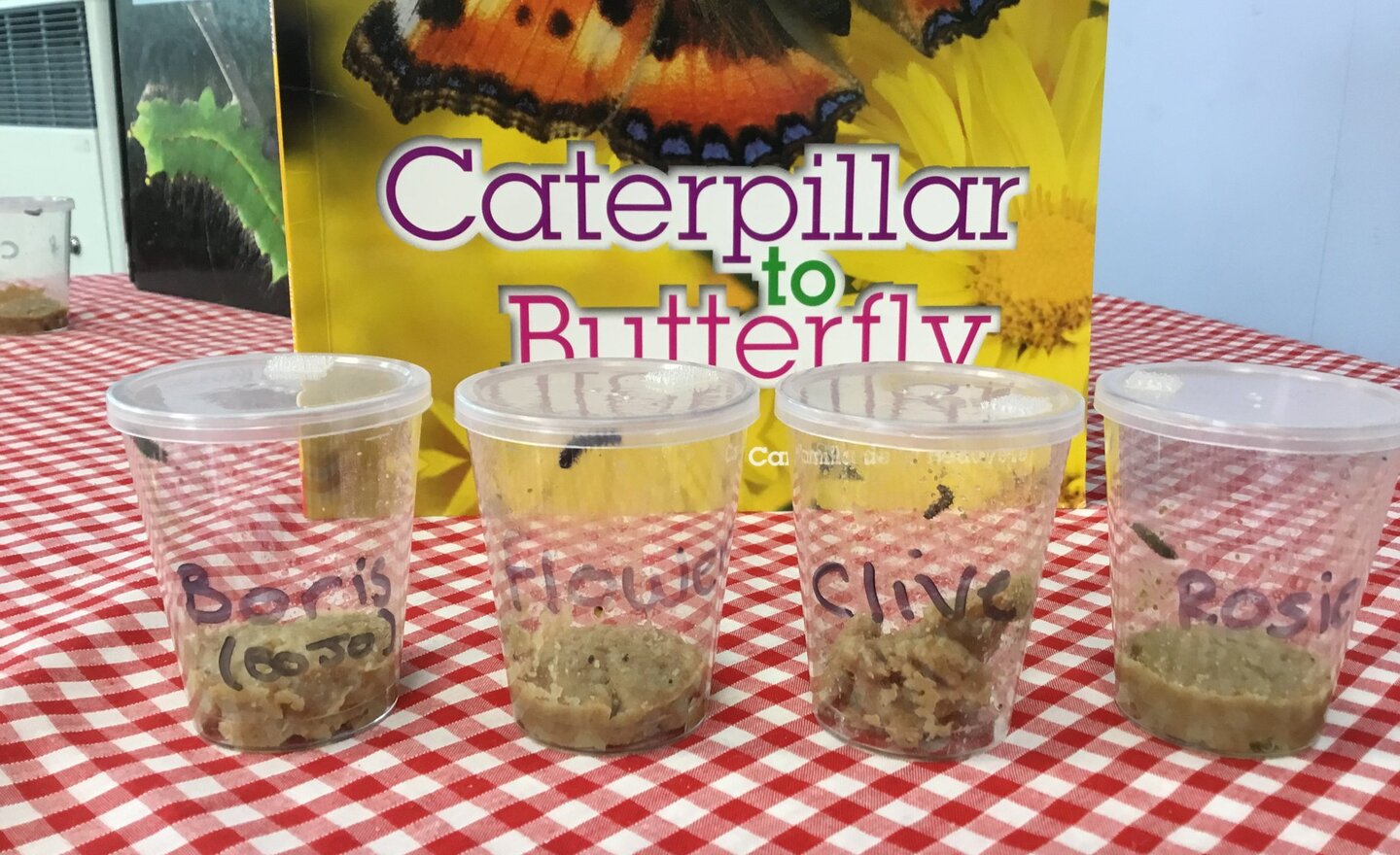 Image of Hello Caterpillars