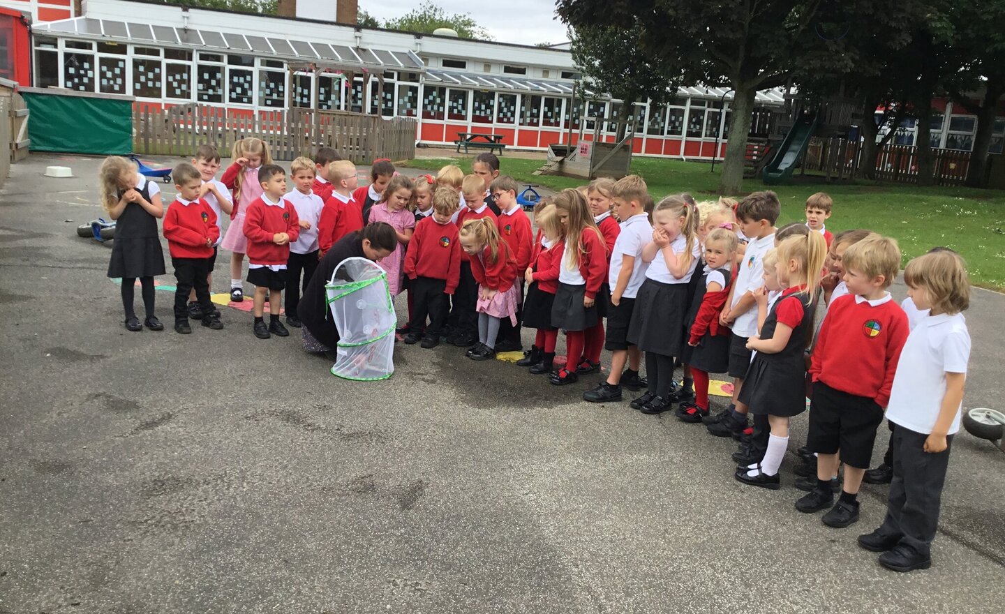 Image of Our butterflies 