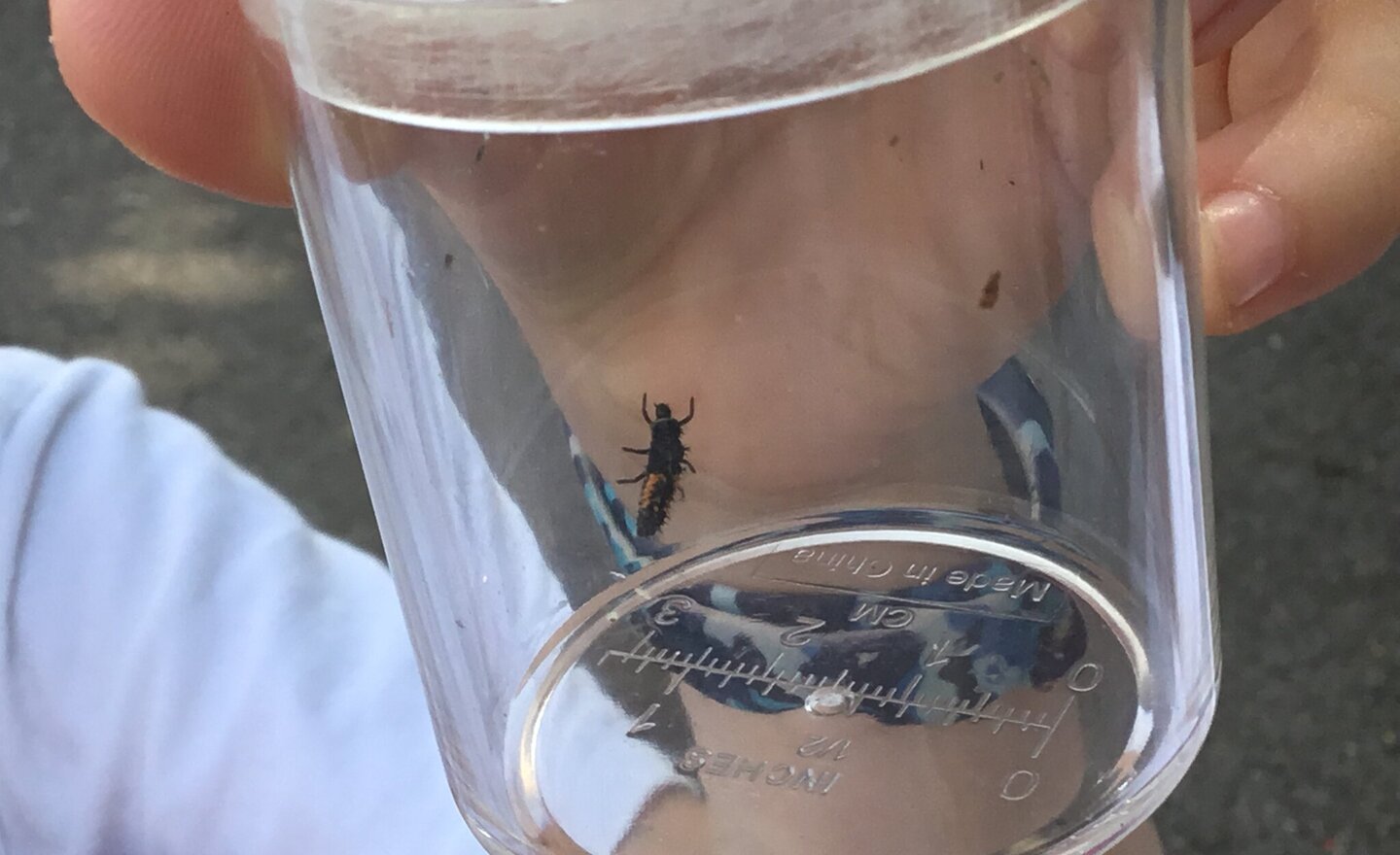 Image of Invertebrate Hunt