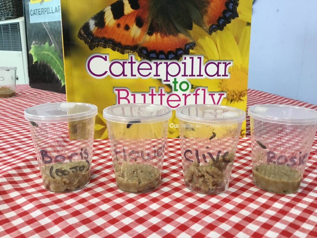 Image of Hello Caterpillars 