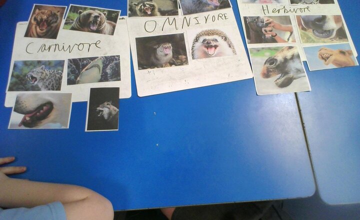 Image of In Science, we have been looking at human and animal teeth. We discussed and described different animal teeth based on their diet.