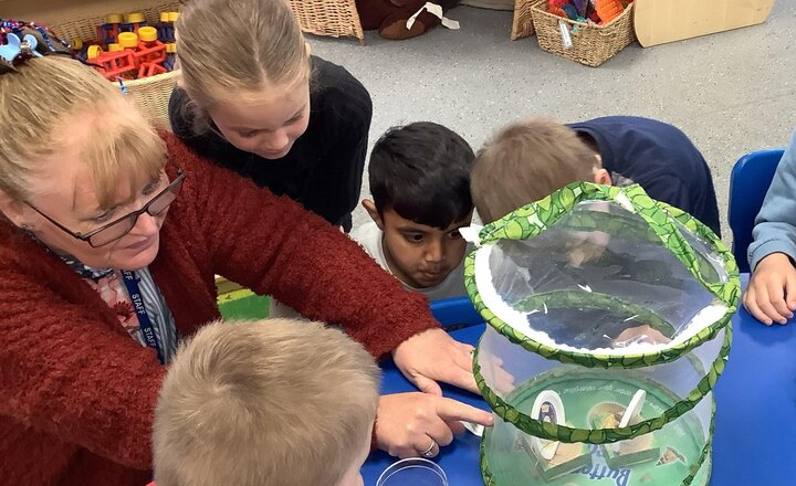 Image of We have moved our cocoons into the butterfly house.
