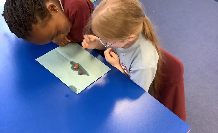 Image of In Science, we explored plant origins, focusing on broad bean seeds. We compared soaked and dry seeds, discovering the protective seed coat. Peeling it back, we found the young root and shoot. The children thoroughly enjoyed their scientific investigation