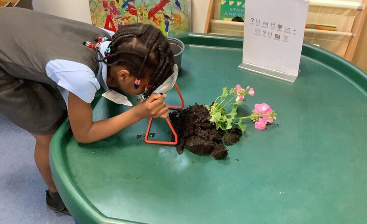 Image of Yesterday in Science, we explored the roots of a plant. We took apart a plant carefully and had a closer look using a magnifying glass! It was amazing what we could see. Ask your children at home what is the job of the root in a plant?