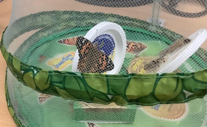 Image of We have 2 butterflies!