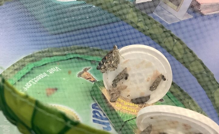 Image of Our first butterfly has come out of its cocoon.