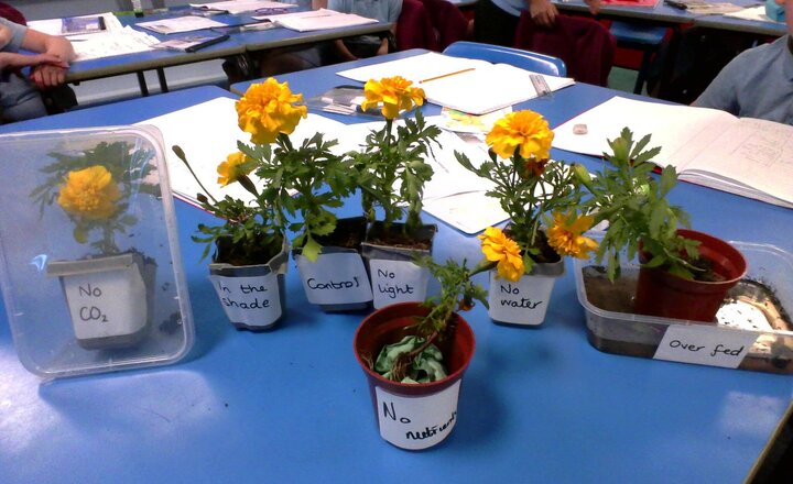 Image of Today in Science, we're diving into the essential needs of plants! We're conducting a fascinating experiment where we'll be removing one crucial element that plants require to survive.