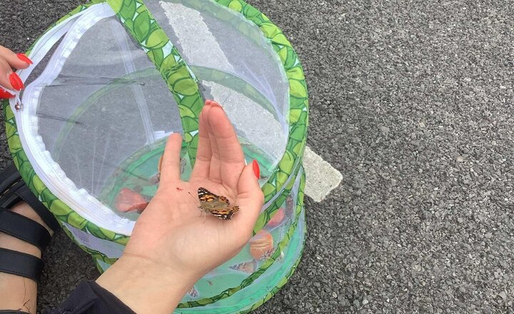 Image of We set our butterflies free today.