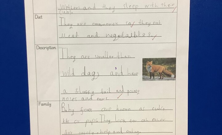 Image of English - we created fact files all about foxes.