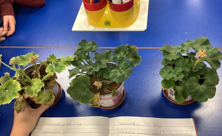 Image of Checking on our plant investigations in Science.