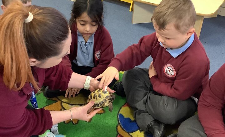 Image of Year 1 had a brilliant time meeting Poppy the tortoise yesterday to bring their science and poetry lessons to life! The children were wonderfully gentle and followed all hand-washing rules perfectly. Huge thanks to Miss Sprot for the visit.