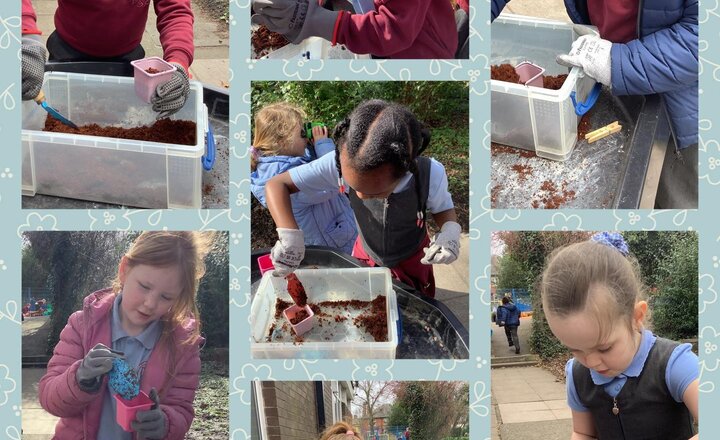 Image of We’ve had some very busy bees during lunchtimes recently! The children have been getting stuck into a bit of gardening, crafting their very own seed balls and planting sunflower seeds. We’re keeping our fingers crossed for some giant blooms soon