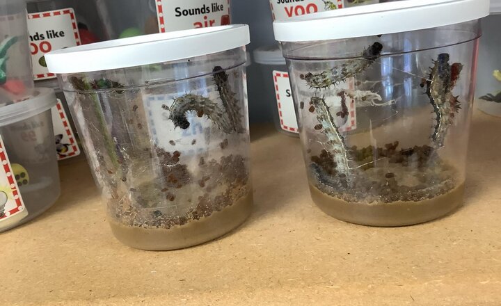 Image of Our caterpillars have grown lots! I wonder if they are nearly ready to build their cocoons.