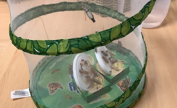 Image of Our butterflies have hatched! We have 8 beautiful butterflies 🦋 they are very hungry so we fed them oranges and nectar to make them strong. Tomorrow we are going to set them free!