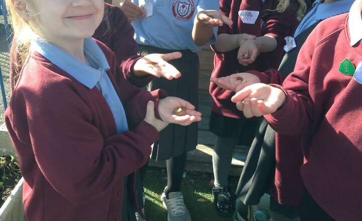 Image of Reception have been planting bulbs today. 