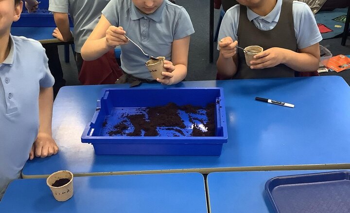 Image of Today in science we have planted our own sunflower seed, we are having a competition as to who can grow the tallest sunflower.