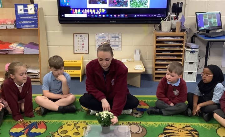 Image of In Science today, we explored the parts of a plant! We took time looking closely at the roots and discussing their role. We then looked at the stem, leaves, and petals. 🌸🪴