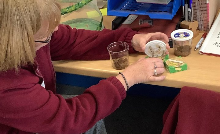 Image of Our caterpillars have gone into their cocoons! Mrs Holden carefully helped us put them in the butterfly net. Now we have to wait and see when they will hatch into butterflies.