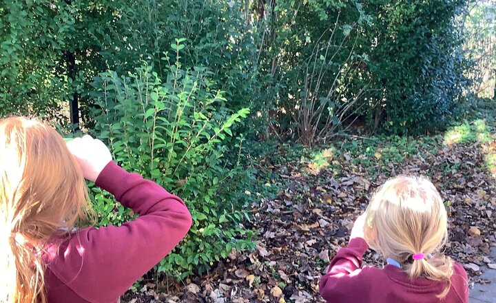 Image of We've had lots of fun in our outdoor learning space at lunchtimes this week! The children have been busy making some gorgeous leaf rubbing pictures and absolutely loved watching the birds use the feeders they made.