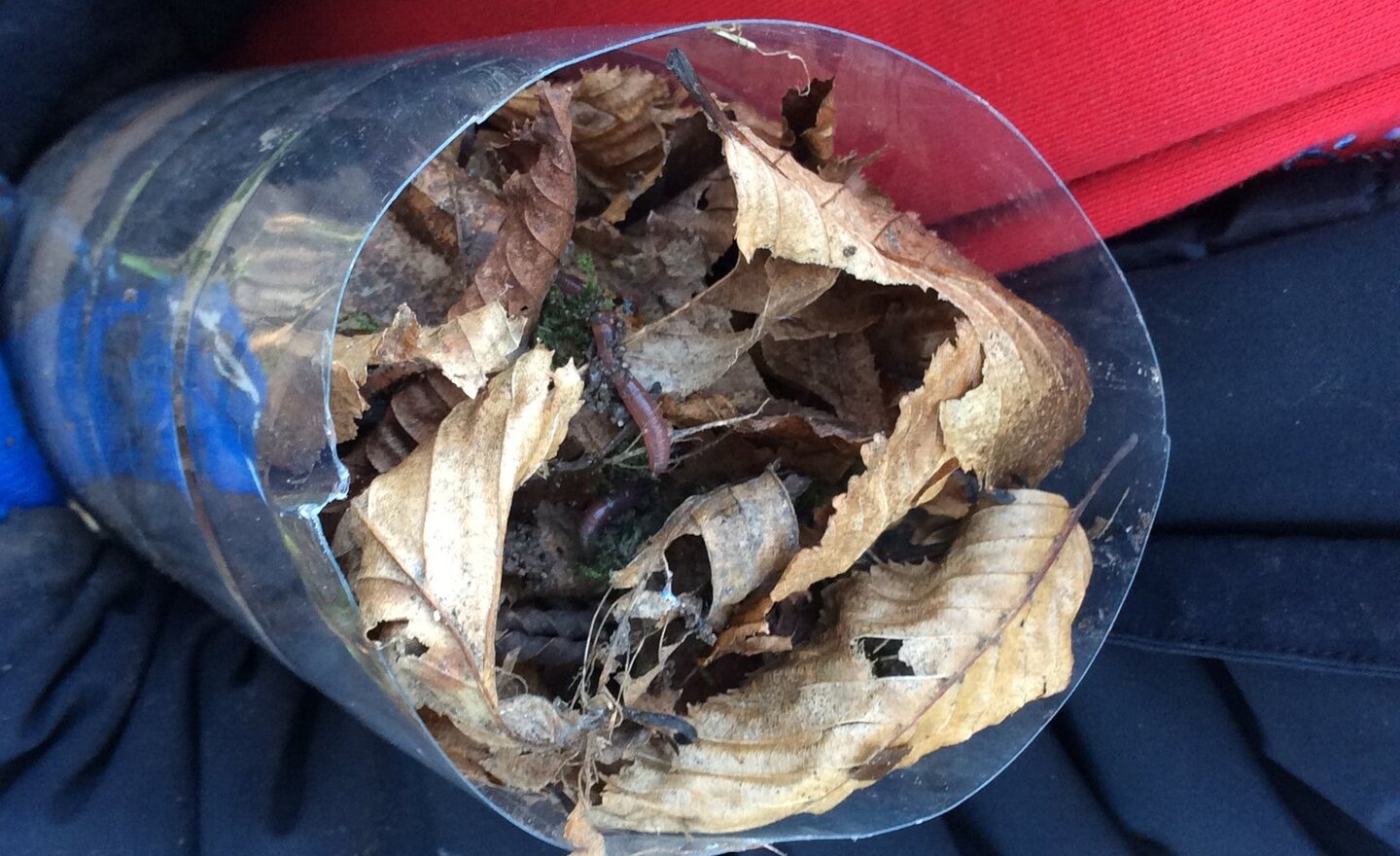 Image of Wiggly Wonders: Our Wormery Adventure