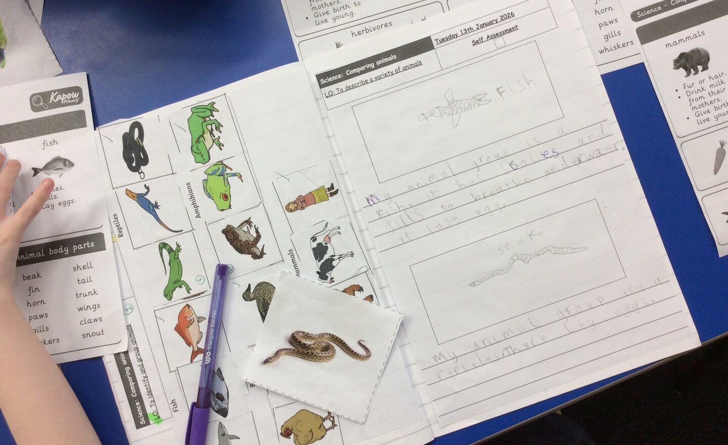 Image of Animal Kingdom Explorers!