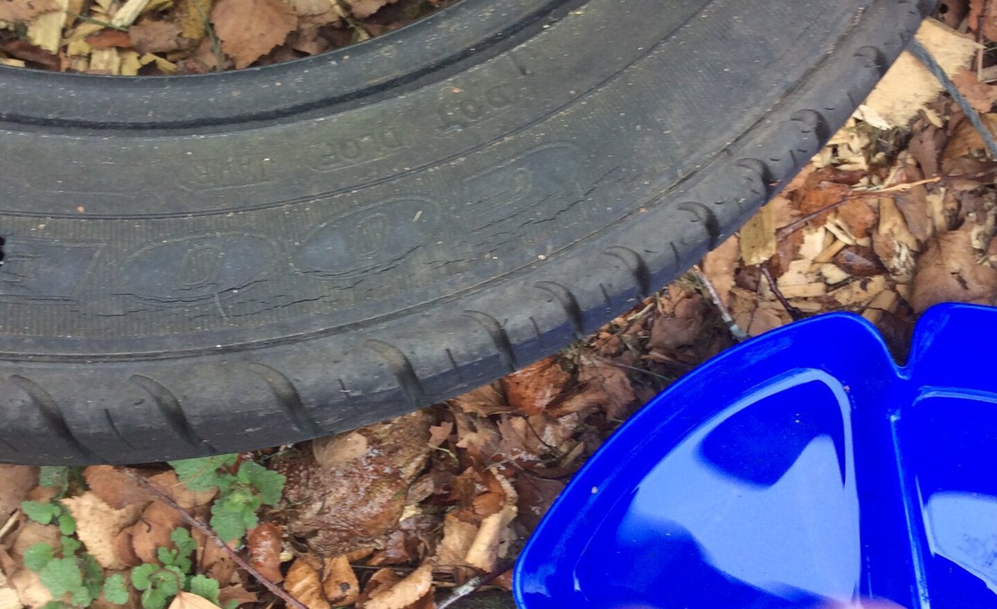 Image of A Special Visitor in Our Outdoor Area!