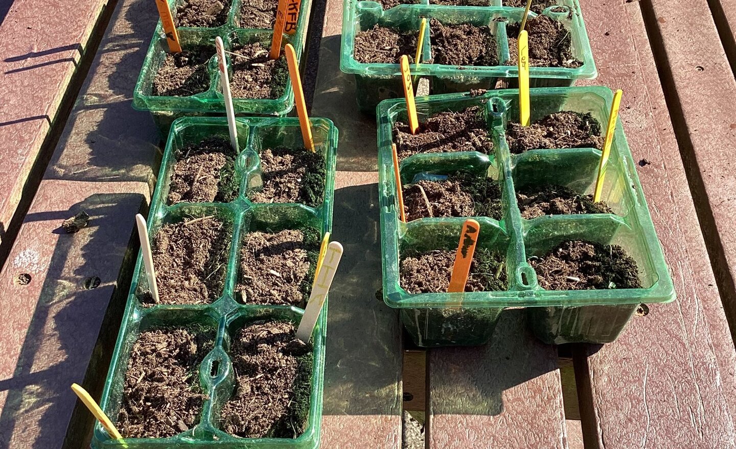Image of Planting Sunflowers.