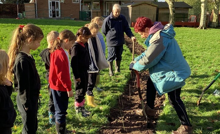 Image of Tree and hedge planting for our Forest School.