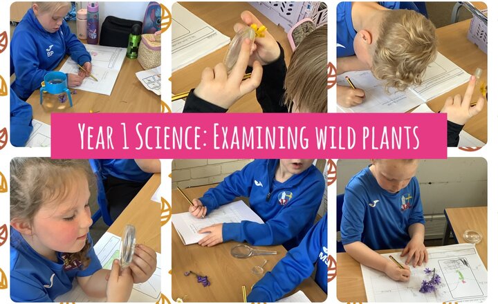 Image of Year 1 Science: Examining Wild Plants