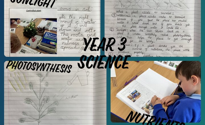 Image of Year 3 - Science - Plants